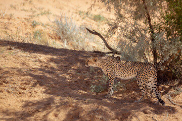Cheetah in alert hidding with tree shadow in Kgalagari transfrontier park, South Africa; specie family of