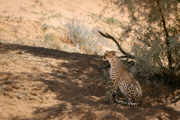 Cheetah in alert sitted in tree shadow in Kgalagari transfrontier park, South Africa; specie family of