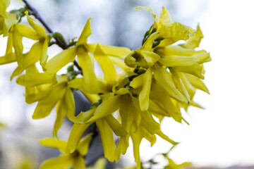 Forsythia shrub are nicknamed the Easter Tree, the symbol of the coming spring.