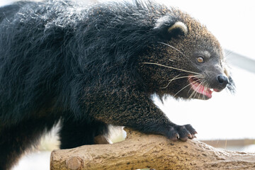 Binturong, which smells like popcorn.