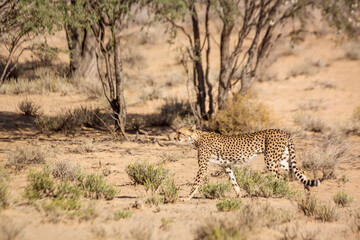 Cheetah walking side view in dry land in Kgalagadi transfrontier park, South Africa ; Specie Acinonyx jubatus family of Felidae