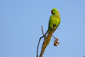 A red-ringed neck green Indian parakeet on the top of a branch
