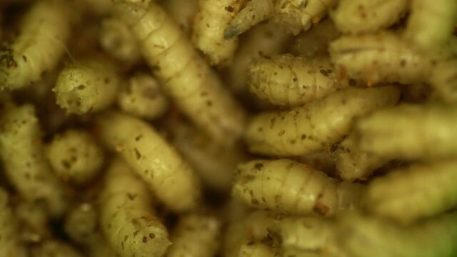 a lot of fly larva