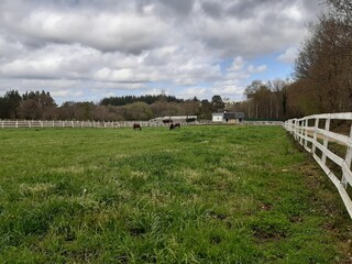 Caballos pastando en un prado cercado en Galicia