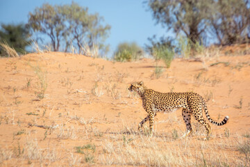 Cheetah walking side view in sand dune in Kgalagadi transfrontier park, South Africa ; Specie Acinonyx jubatus family of Felidae