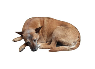 A red dog is lying and sleeping. White background. Isolated.
