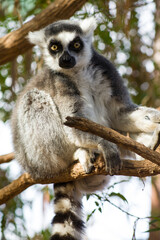 Naklejka na ściany i meble lemur on the canary islands