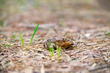The frog is sitting on the ground