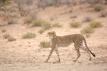 Cheetah walking side view in dry land in Kgalagadi transfrontier park, South Africa ; Specie Acinonyx jubatus family of Felidae
