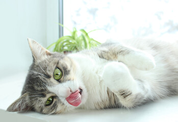 A gray cat lies on a window with a tongue hanging out, licks its lips after eating