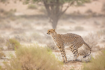 Cheetah dropping in Kgalagadi transfrontier park, South Africa ; Specie Acinonyx jubatus family of Felidae