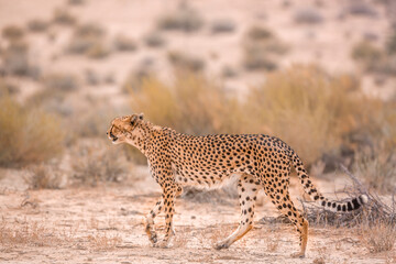 Cheetah walking side view in dry land in Kgalagadi transfrontier park, South Africa ; Specie Acinonyx jubatus family of Felidae