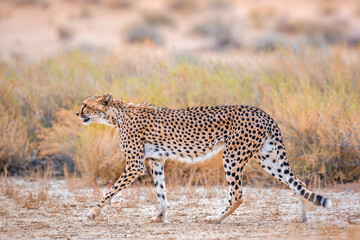 Obraz na płótnie Canvas Cheetah walking side view in dry land in Kgalagadi transfrontier park, South Africa ; Specie Acinonyx jubatus family of Felidae