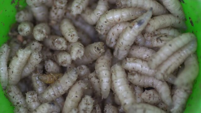 a lot of fly larva