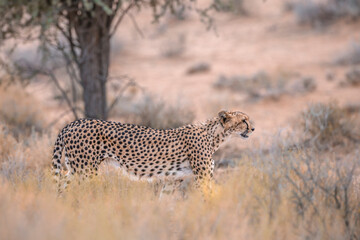 Cheetah walking side view in dry land in Kgalagadi transfrontier park, South Africa ; Specie Acinonyx jubatus family of Felidae
