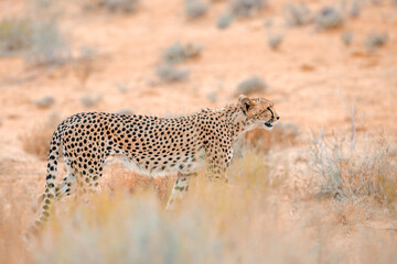 Cheetah walking side view in dry land in Kgalagadi transfrontier park, South Africa ; Specie Acinonyx jubatus family of Felidae