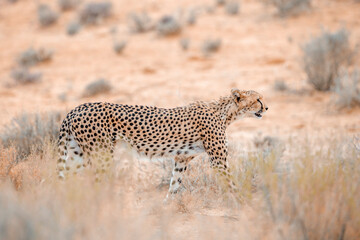 Cheetah walking side view in dry land in Kgalagadi transfrontier park, South Africa ; Specie Acinonyx jubatus family of Felidae