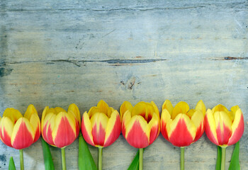 Banner arranged row of bouquet tulips on a empty copy space wooden background
