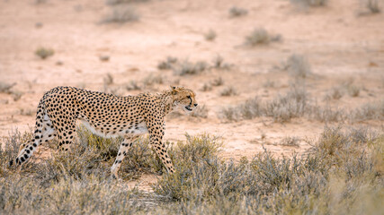 Fototapeta na wymiar Cheetah walking side view in dry land in Kgalagadi transfrontier park, South Africa ; Specie Acinonyx jubatus family of Felidae
