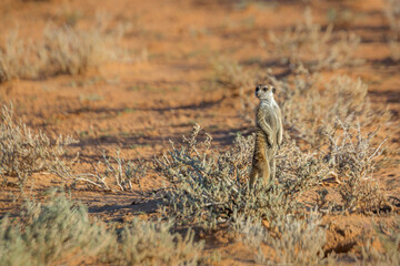Meerkat standing in alert in Kgalagari transfrontier park, South Africa ; specie Suricata suricatta family of Herpestidae