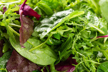 salad mix of fresh herbs, arugula, chard, spinach in a plate on a white background, close-up