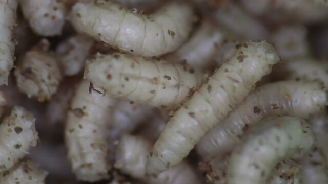 a lot of fly larva