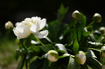 Les pivoines du Var