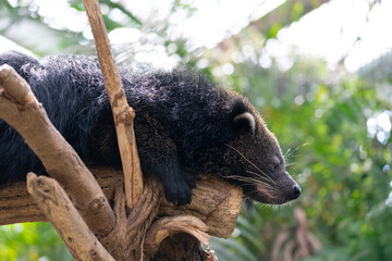 Binturong, which smells like popcorn.