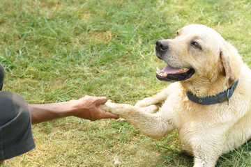 rescued male labrador retriever is shaking his hand with his caretaker