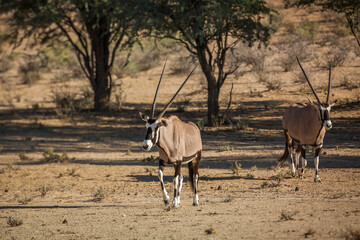Fototapeta premium Two South African Oryx walking in dry land in Kgalagadi transfrontier park, South Africa; specie Oryx gazella family of Bovidae