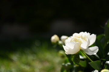 Pivoine blanche 