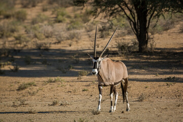 South African Oryx walking front view in dry land in Kgalagadi transfrontier park, South Africa;...