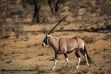 South African Oryx walking side view in dry land in Kgalagadi transfrontier park, South Africa; specie Oryx gazella family of Bovidae