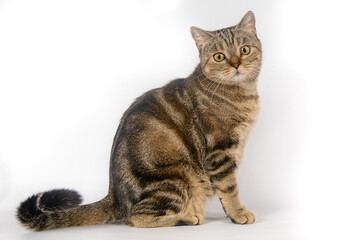 British tabby cat on a white background, isolated