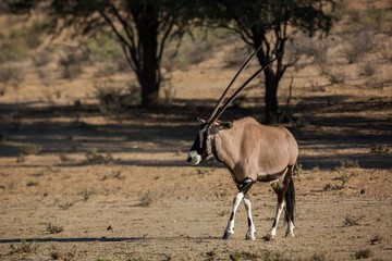 South African Oryx walking front view in dry land in Kgalagadi transfrontier park, South Africa;...
