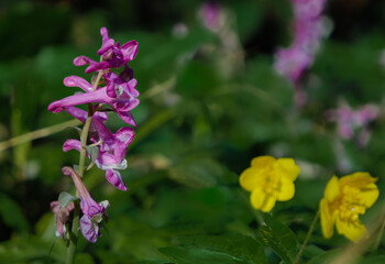 Frühling in Eilenriede Hannover