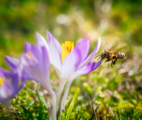 Bee flying to a purple crocus flower blossom