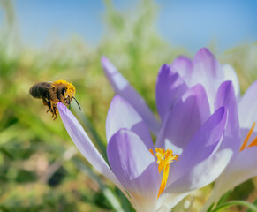 Bee flying to a purple crocus flower blossom