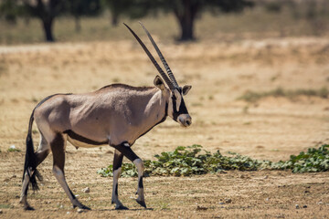South African Oryx walking front view in dry land in Kgalagadi transfrontier park, South Africa; specie Oryx gazella family of Bovidae