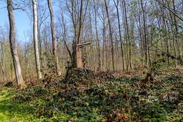 Frühling in Eilenriede Hannover