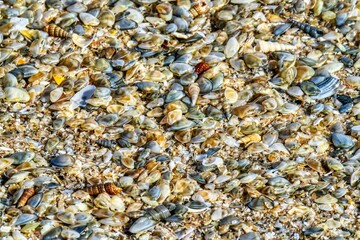 closeup shells on the beach 