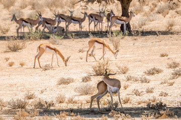 Small group of Springbok standing in tree shadow in Kgalagari transfrontier park, South Africa ; specie Antidorcas marsupialis family of Bovidae