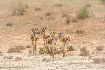 Small group o f Springbok walking in front view in dry land in Kgalagari transfrontier park, South Africa ; specie Antidorcas marsupialis family of Bovidae