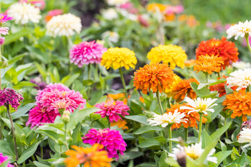 Colorful zinnia flowers field blooming in the garden on bokeh blurred background. copy space for text.