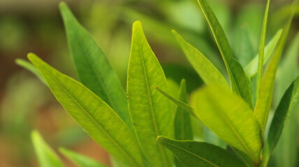 Fototapeta na wymiar greenish leaf closeup
