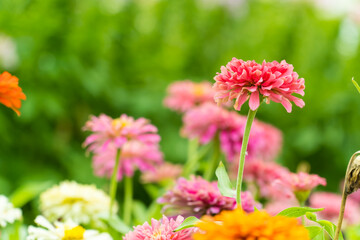 Pink zinnia flowers field blooming in the garden on bokeh blurred background. copy space for text.