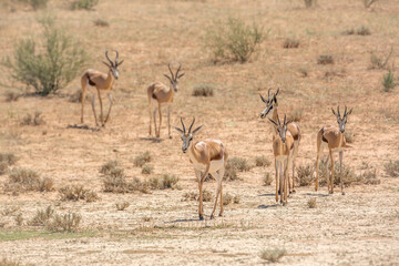 Small group o f Springbok walking in front view in dry land in Kgalagari transfrontier park, South Africa ; specie Antidorcas marsupialis family of Bovidae
