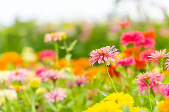 Colorful zinnia flowers field blooming in the garden on bokeh blurred background. copy space for text.