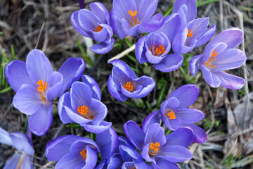 Blooming crocuses, beautiful first spring flowers. Wild purple crocuses in their natural environment in the forest.