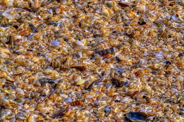 closeup shells on the beach 